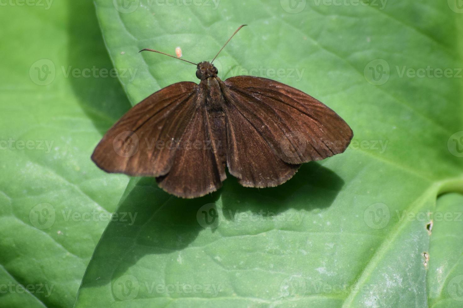 Butterfly on green leaf photo