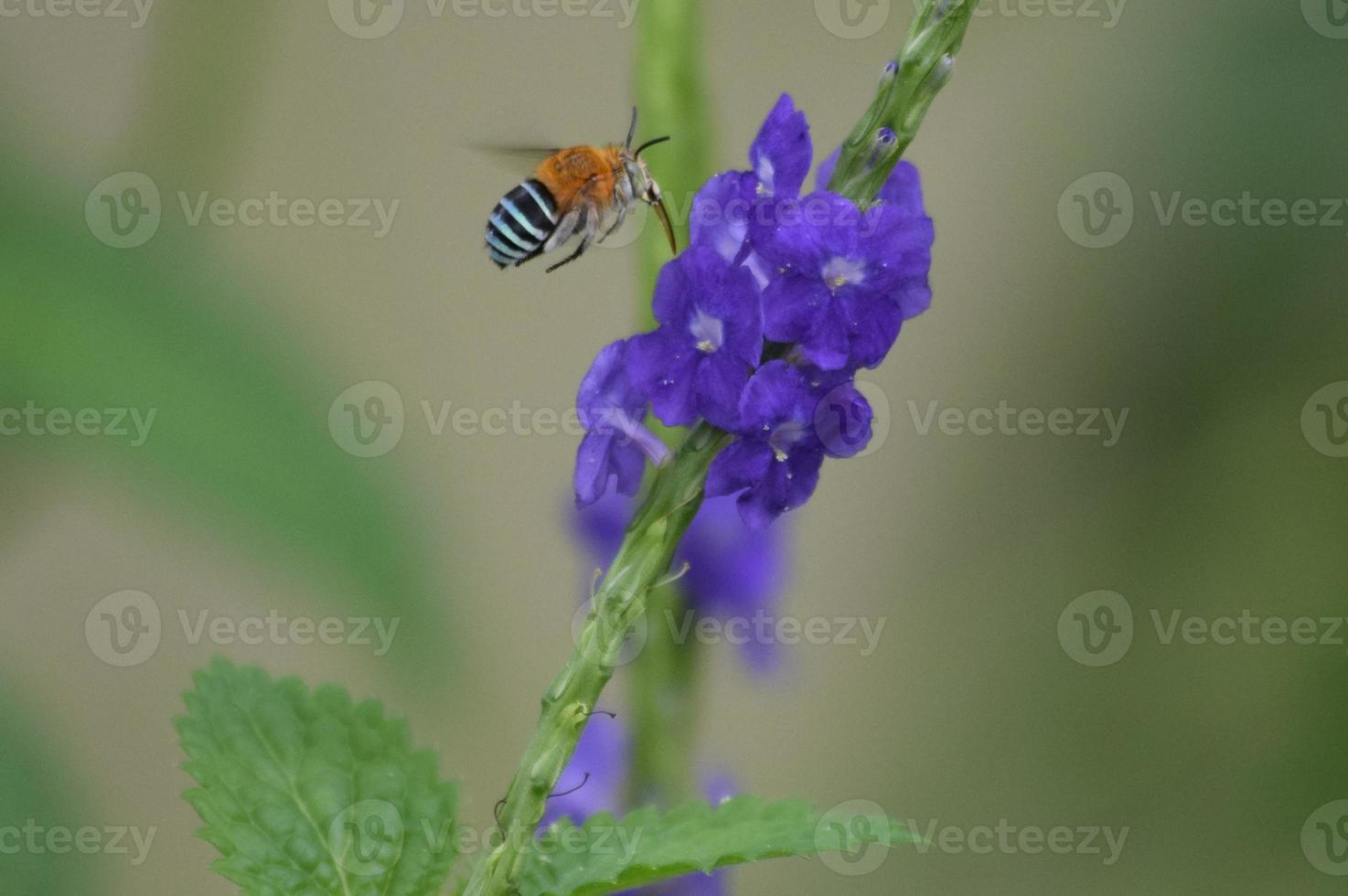 Bee on blue flower photo