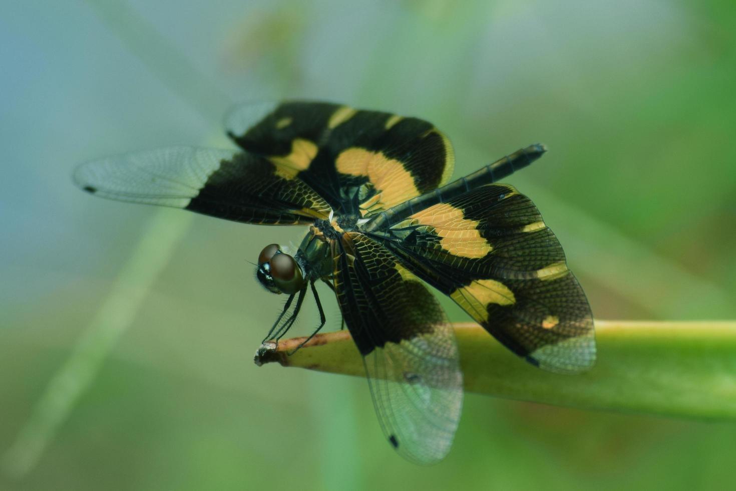 Dragonfly on branch photo