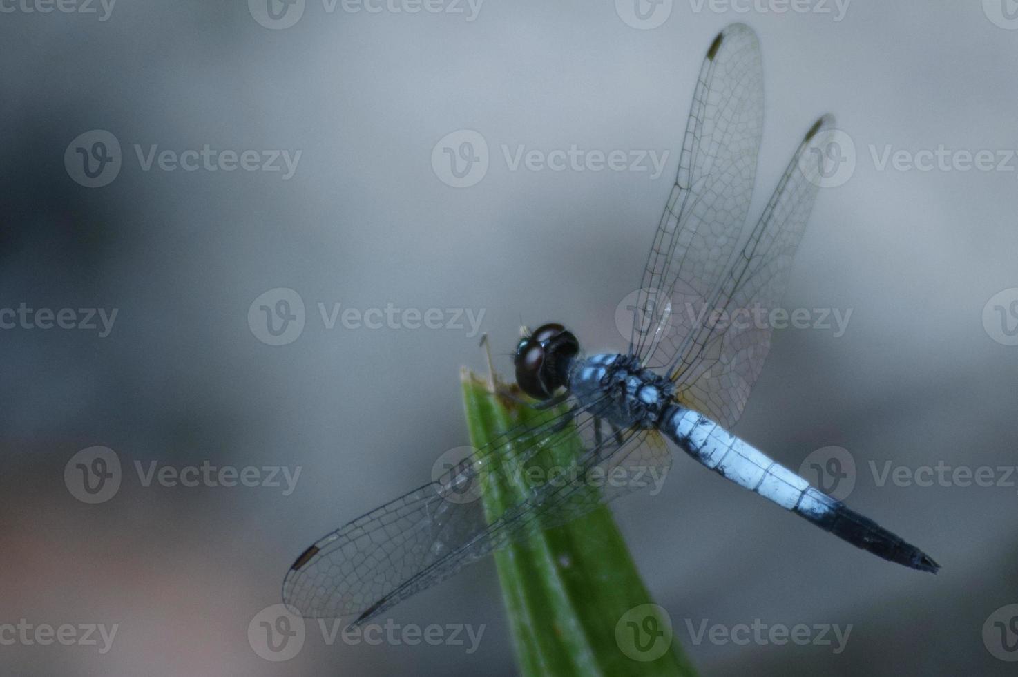 Dragonfly on the leaf photo