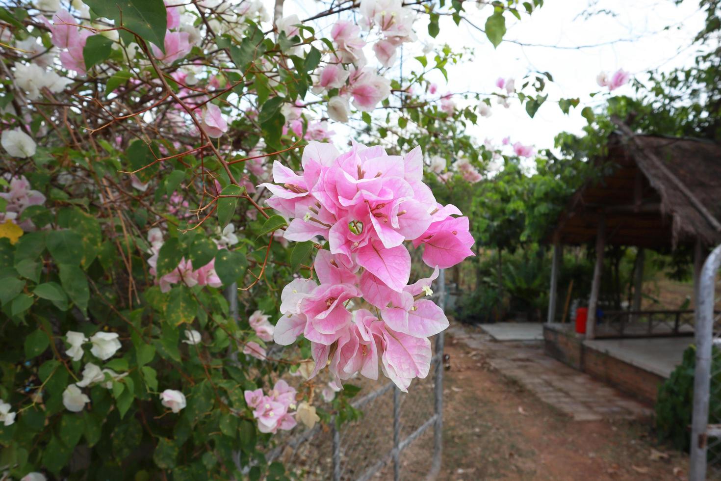 buganvilla o flor de papel. primer plano ramo de flores rosas sobre fondo de hojas verdes en el jardín con luz de la mañana. foto