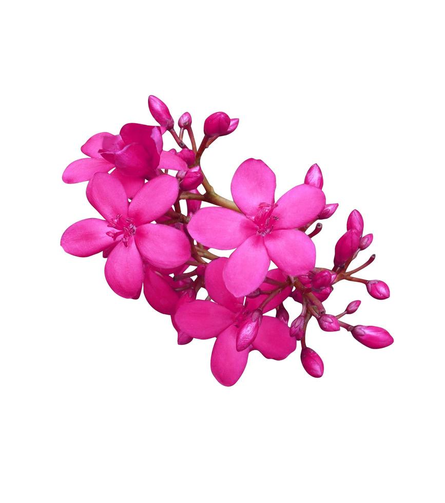 Cotton leaved jatropha or Peregrina or Spicy jatropha flower. Close up pink-purple exotic flower bouquet isolated on white background. Top view of small flower bunch. photo