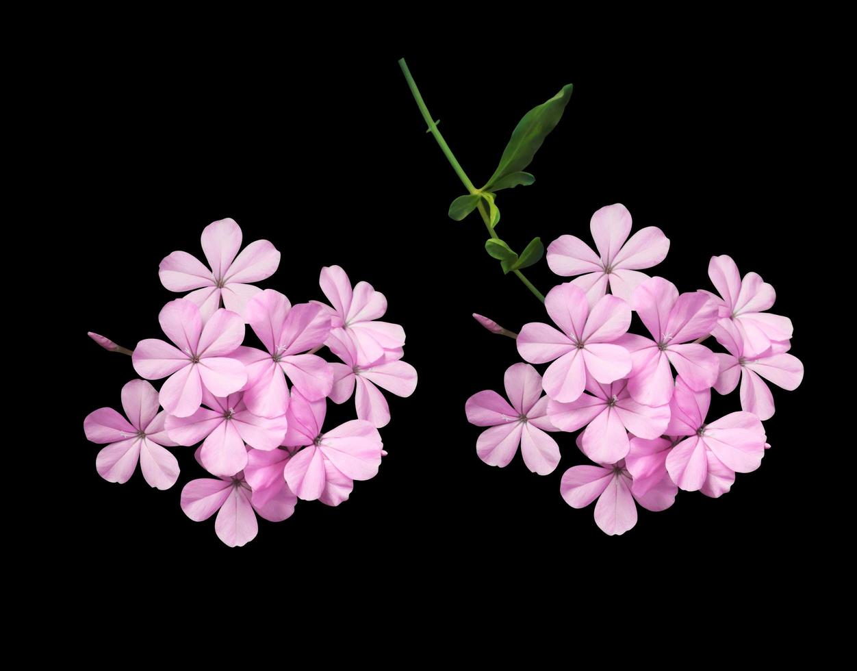 White plumbago or Cape leadwort flower. Collection of small pink-purple flower bouquet isolated on black background. photo