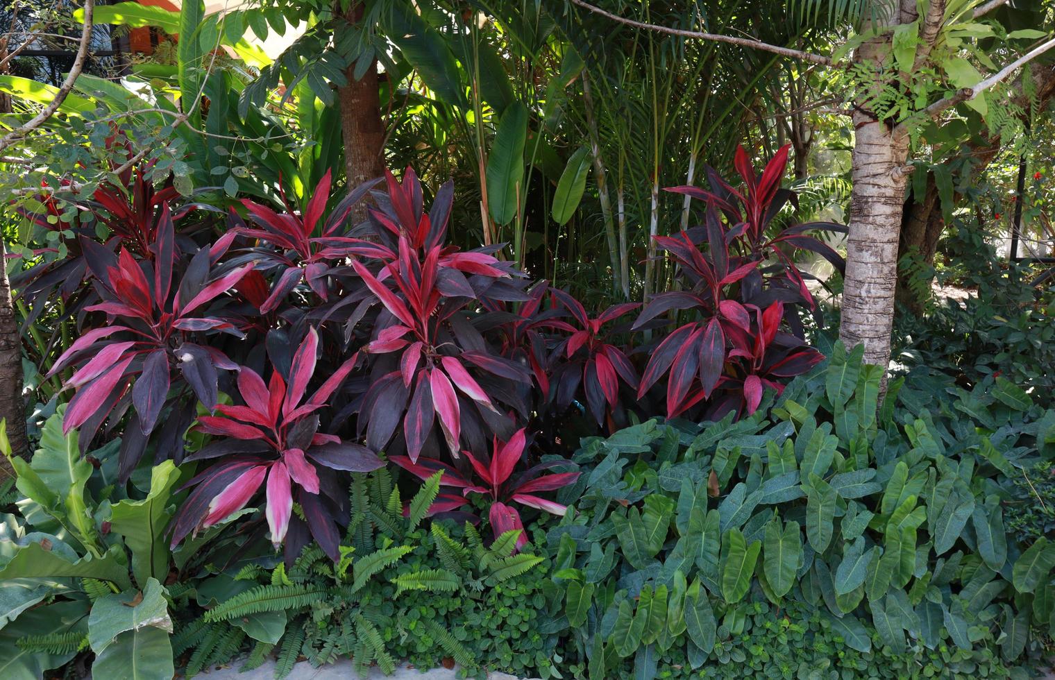 Cordyline fruticosa or Asparagaceae tree. Close up exotic red-purple bush of Cordyline fruticosa tree and other tree in garden with morning light. Closeup beautiful red leaves. photo