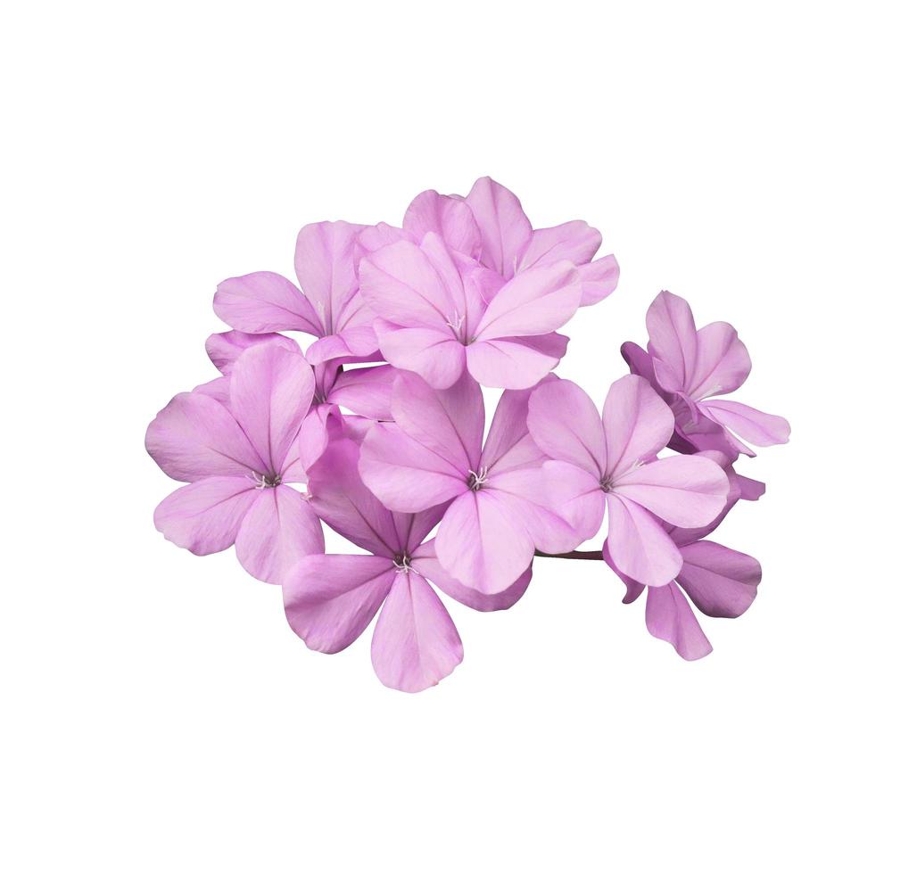 Beautiful pink flowers of Cape leadwort or Plumbago auriculata tree. Close up small pink-purple flower bouquet isolated on white background. photo