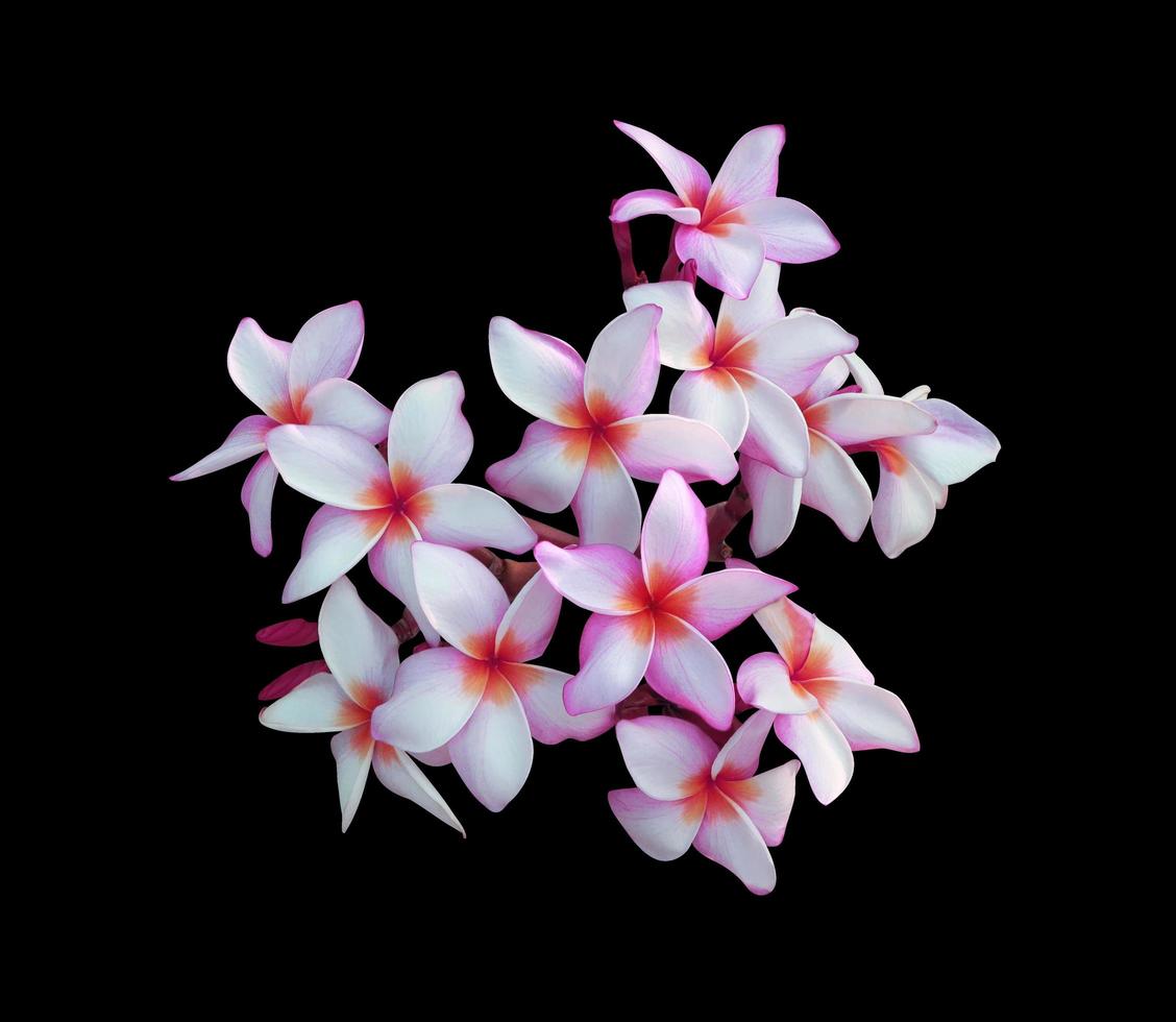 Plumeria or Frangipani or Temple tree flowers. Close up pink-white plumeria flower bouquet isolated on white background. Top view pink-purple flowers bunch. photo