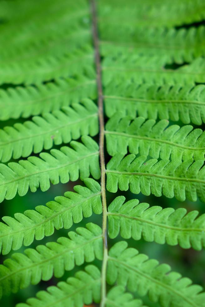 fresh green fern leaves photo