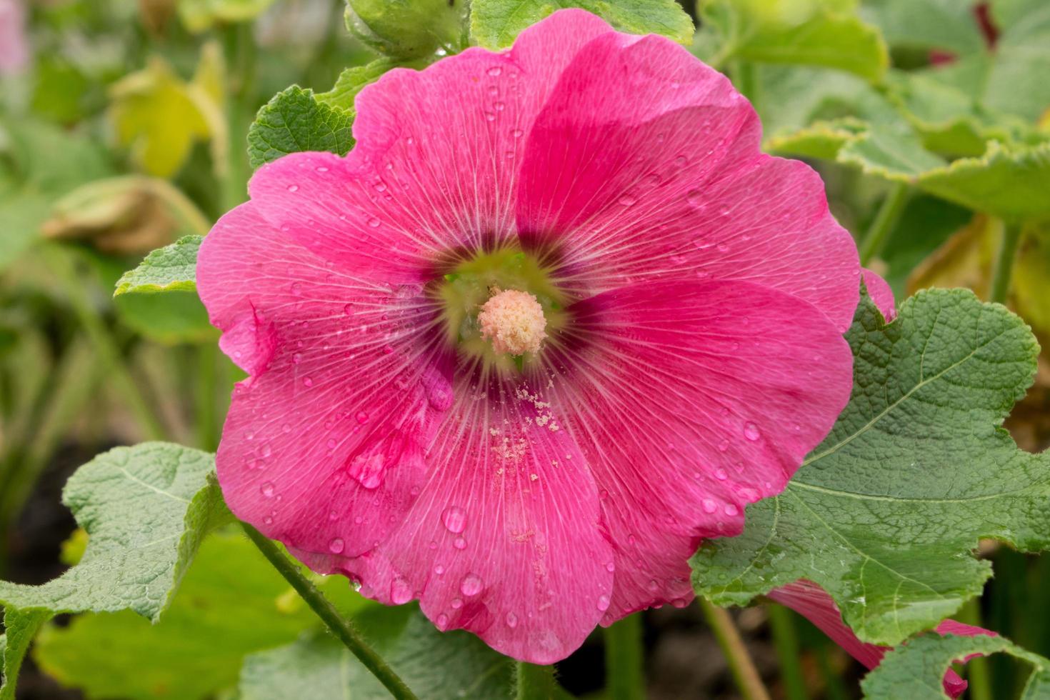 Pink hollyhock flower in garden photo