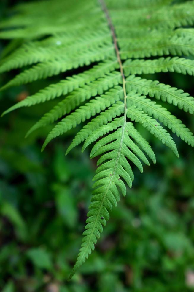 fresh green fern leaves photo