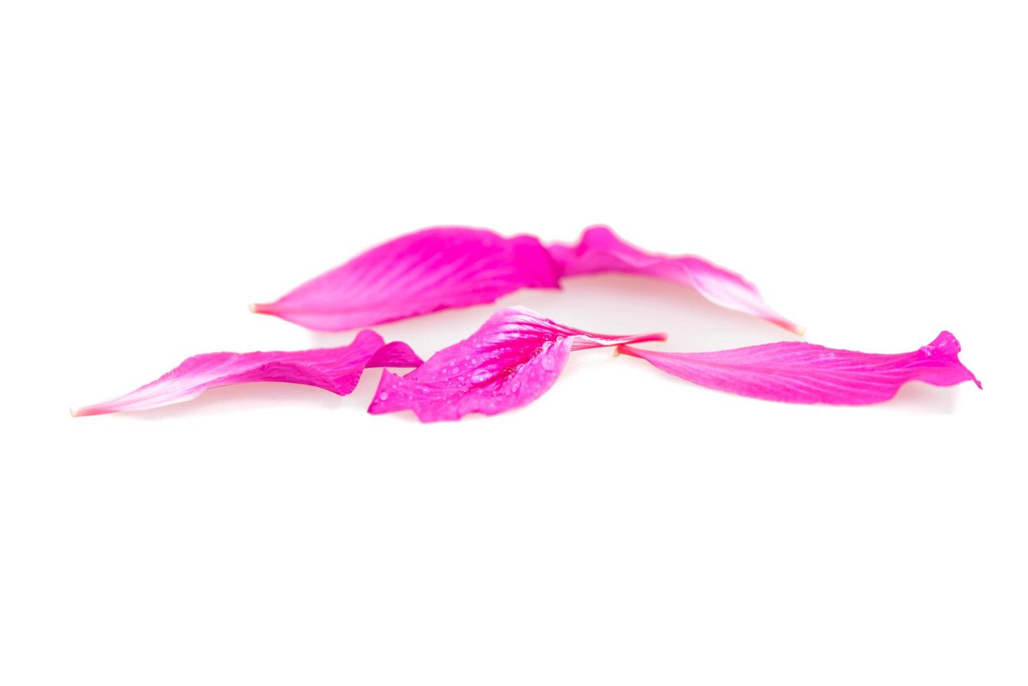 flor del árbol de orquídeas aislada en el fondo blanco foto