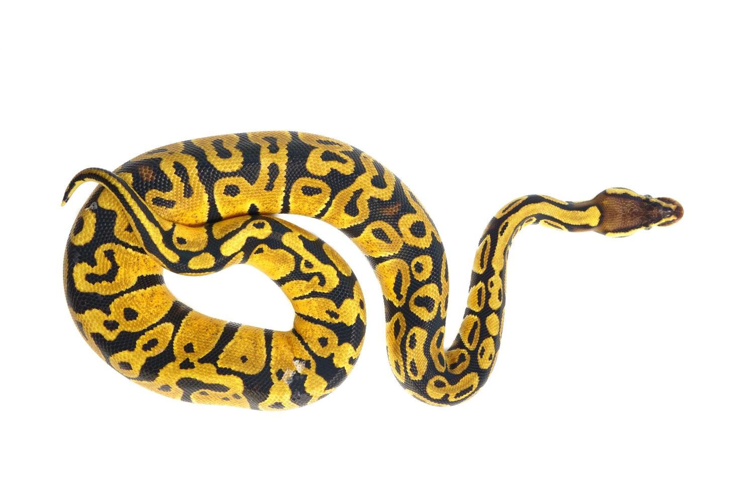 ball python on white background photo