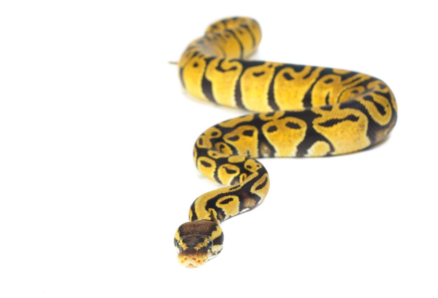 ball python on white background photo