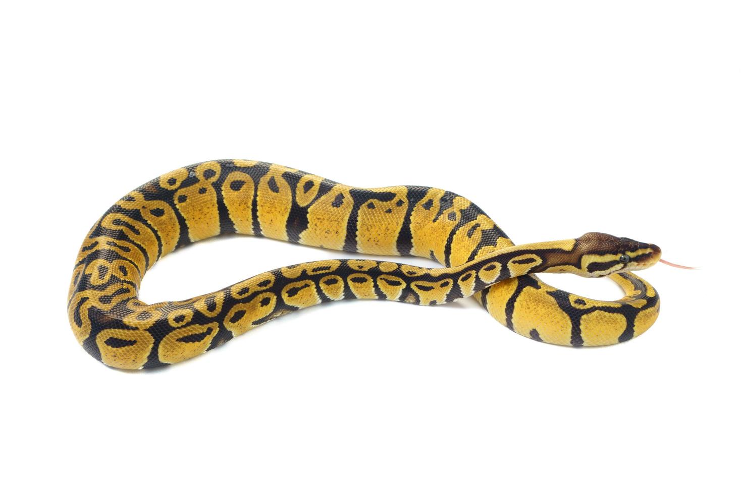 ball python on white background photo