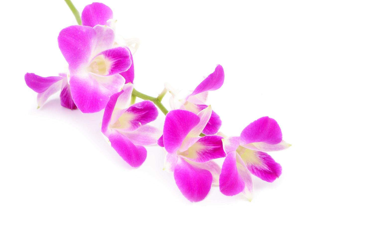 Orchid flower head bouquet isolated on white background photo