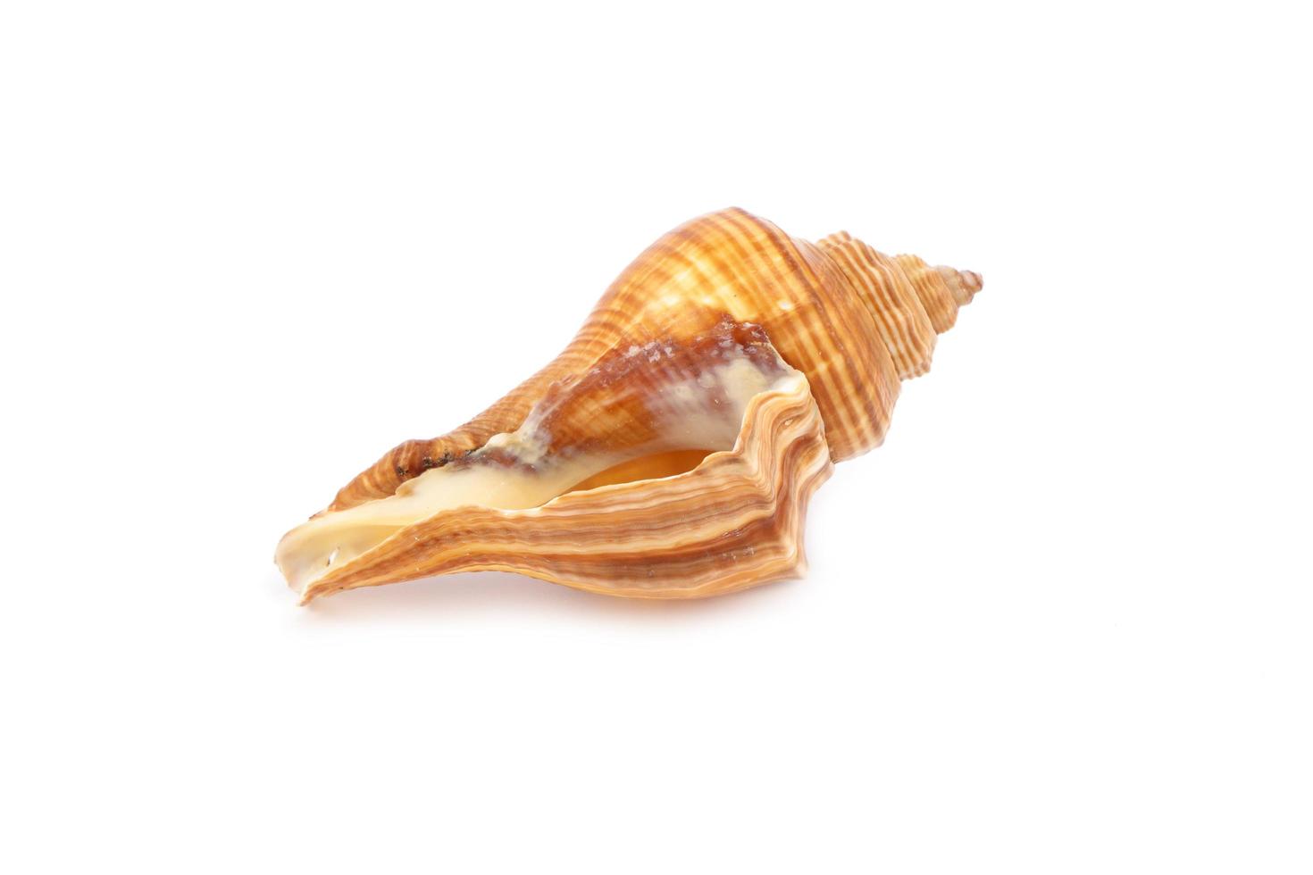 Sea shell on white background photo