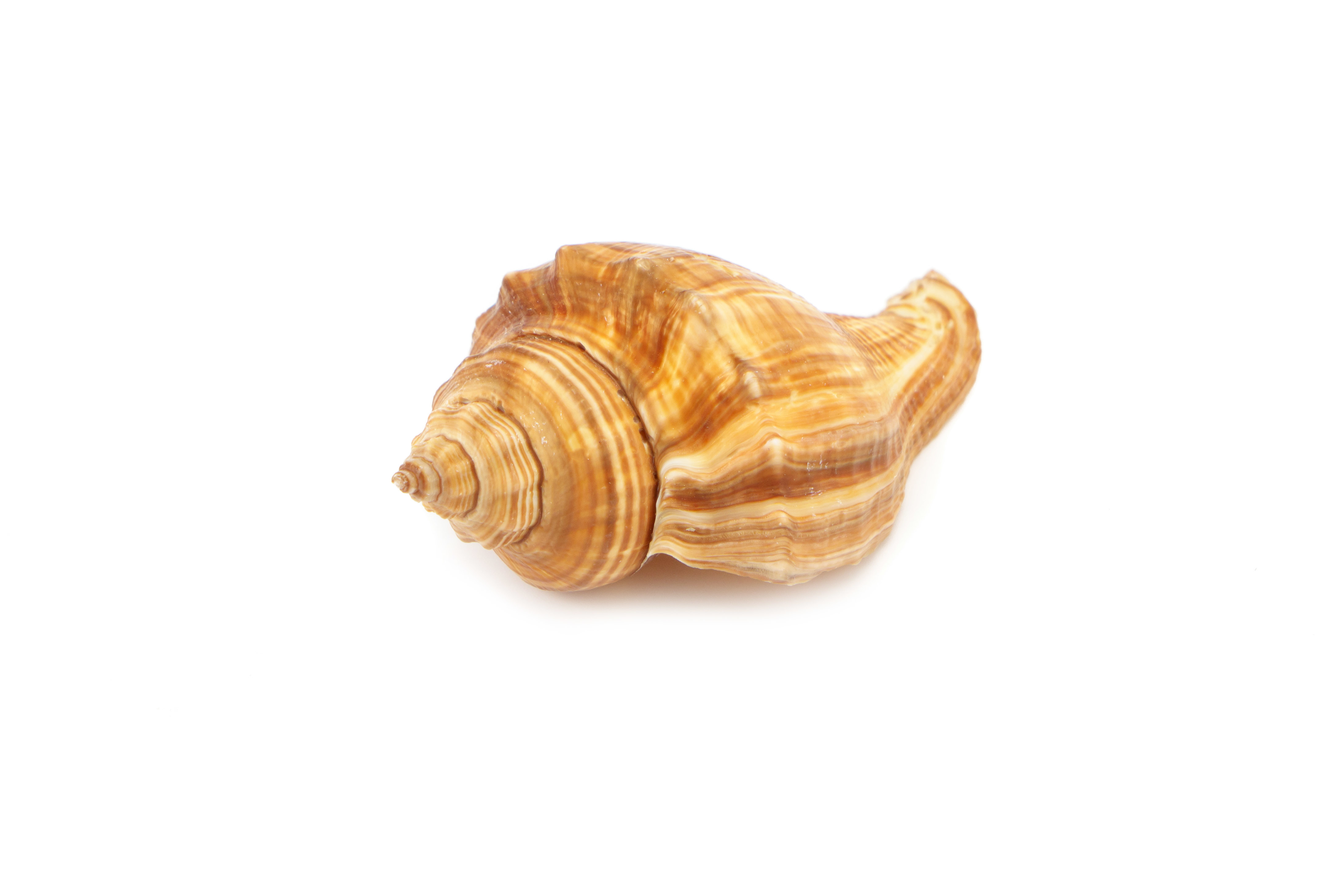 Conch Stock Photos, Images and Backgrounds for Free Download