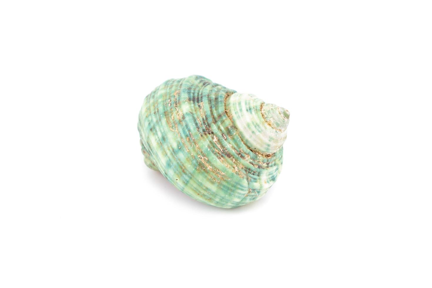 Sea shell on white background photo