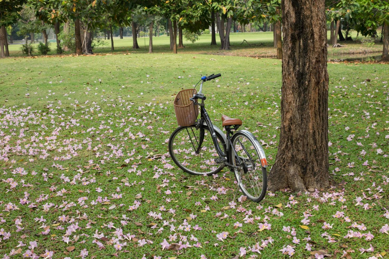 Bicycle with in park natural background photo