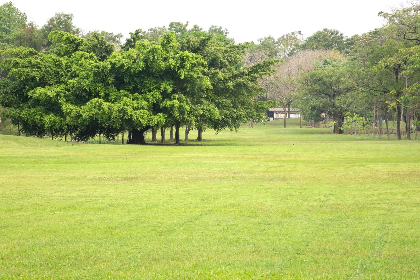 Nature park daylight photo