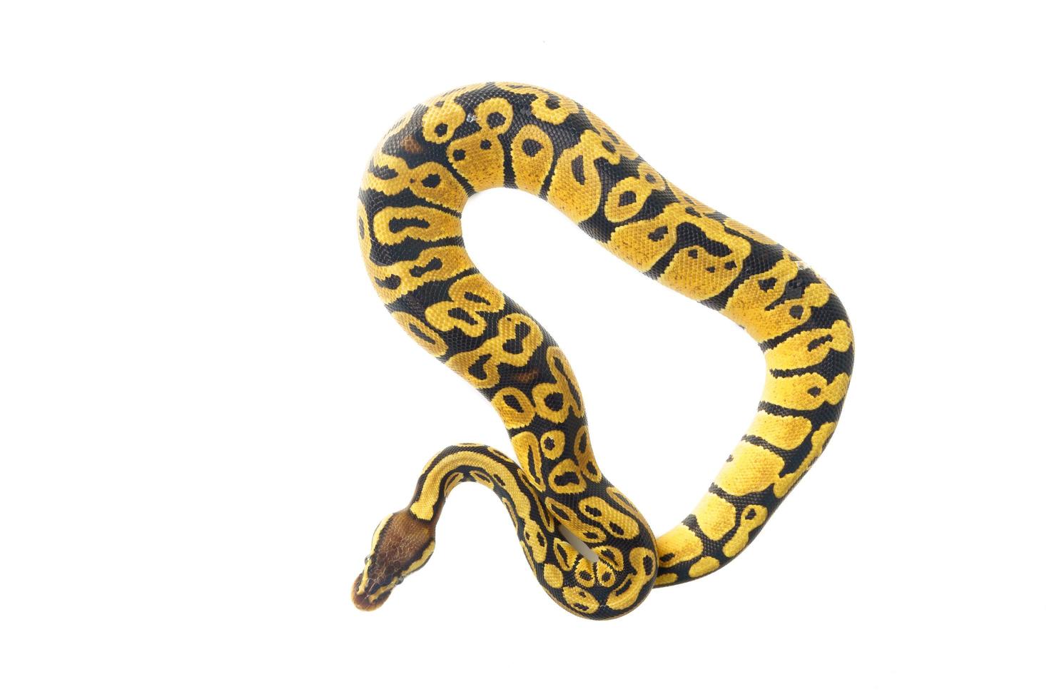 ball python on white background photo