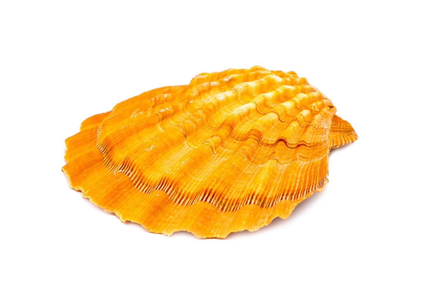 Sea shell on white background photo