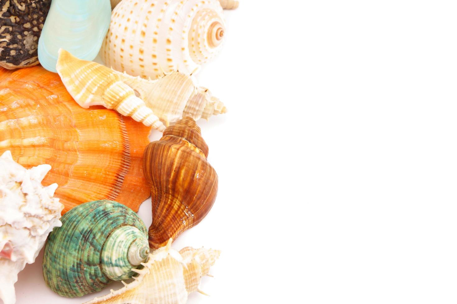 sea shells on a white background photo