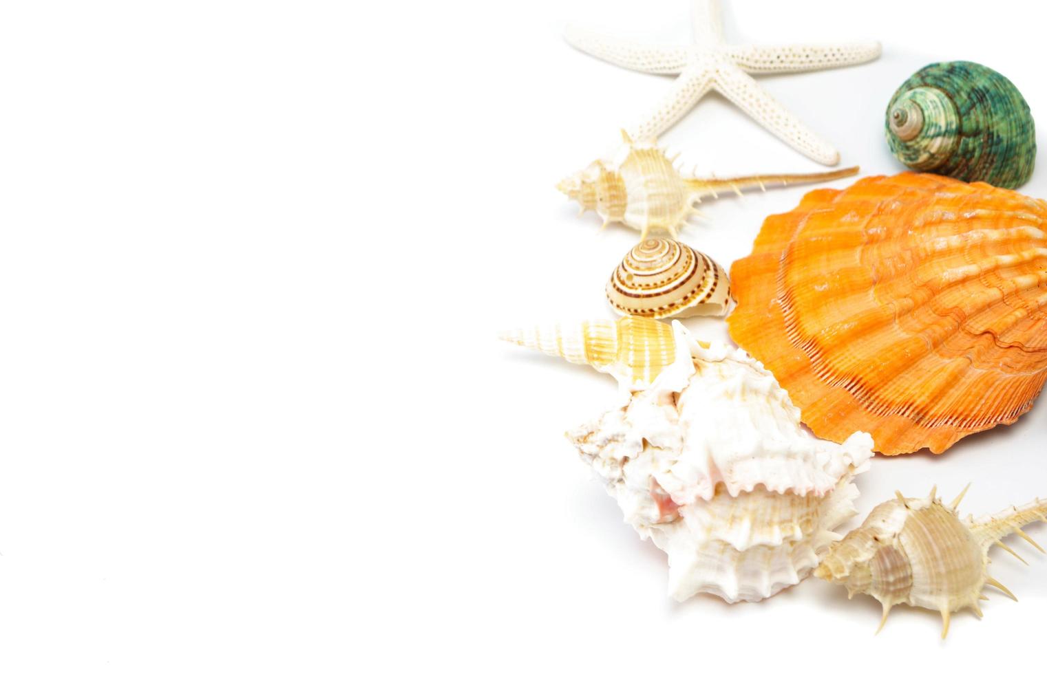 sea shells on a white background photo