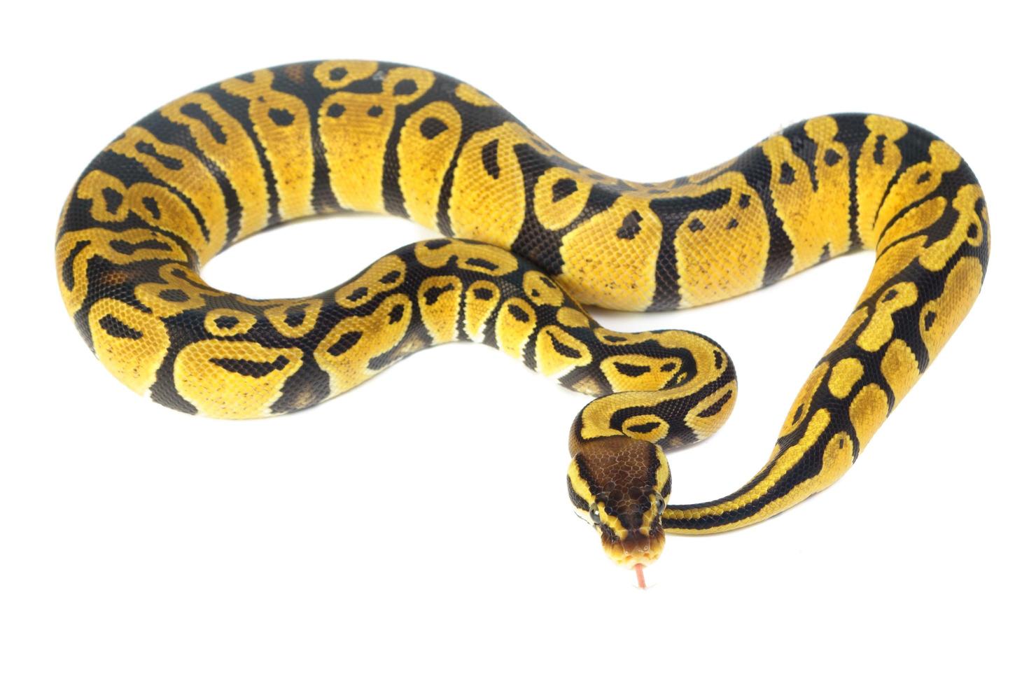 ball python on white background photo