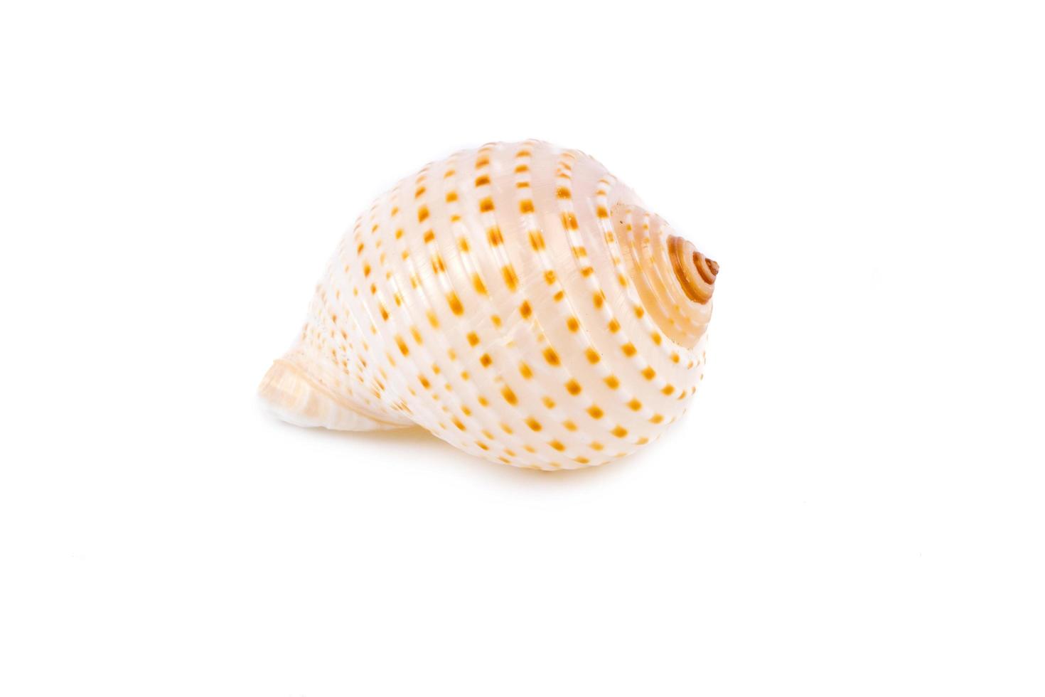 Sea shell on white background photo