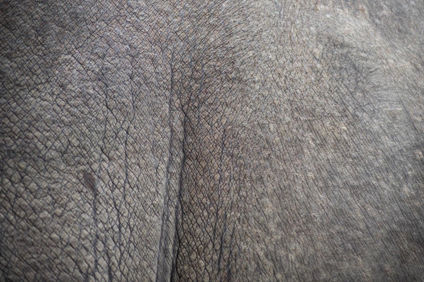 piel de rinoceronte para fondo y texturas foto