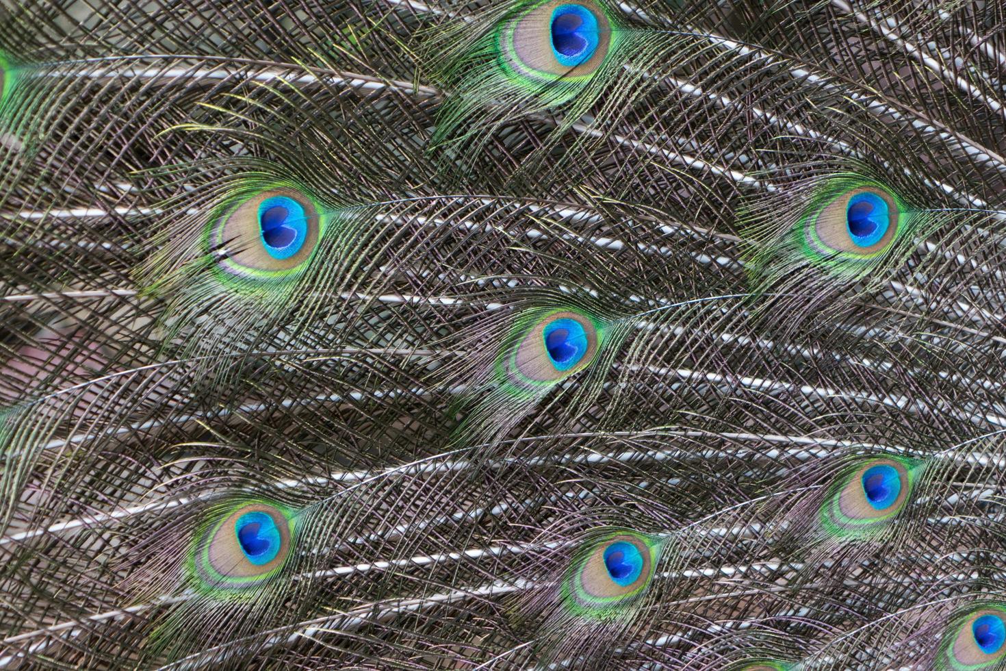 Colorful Pattern of Peacock Feathers photo