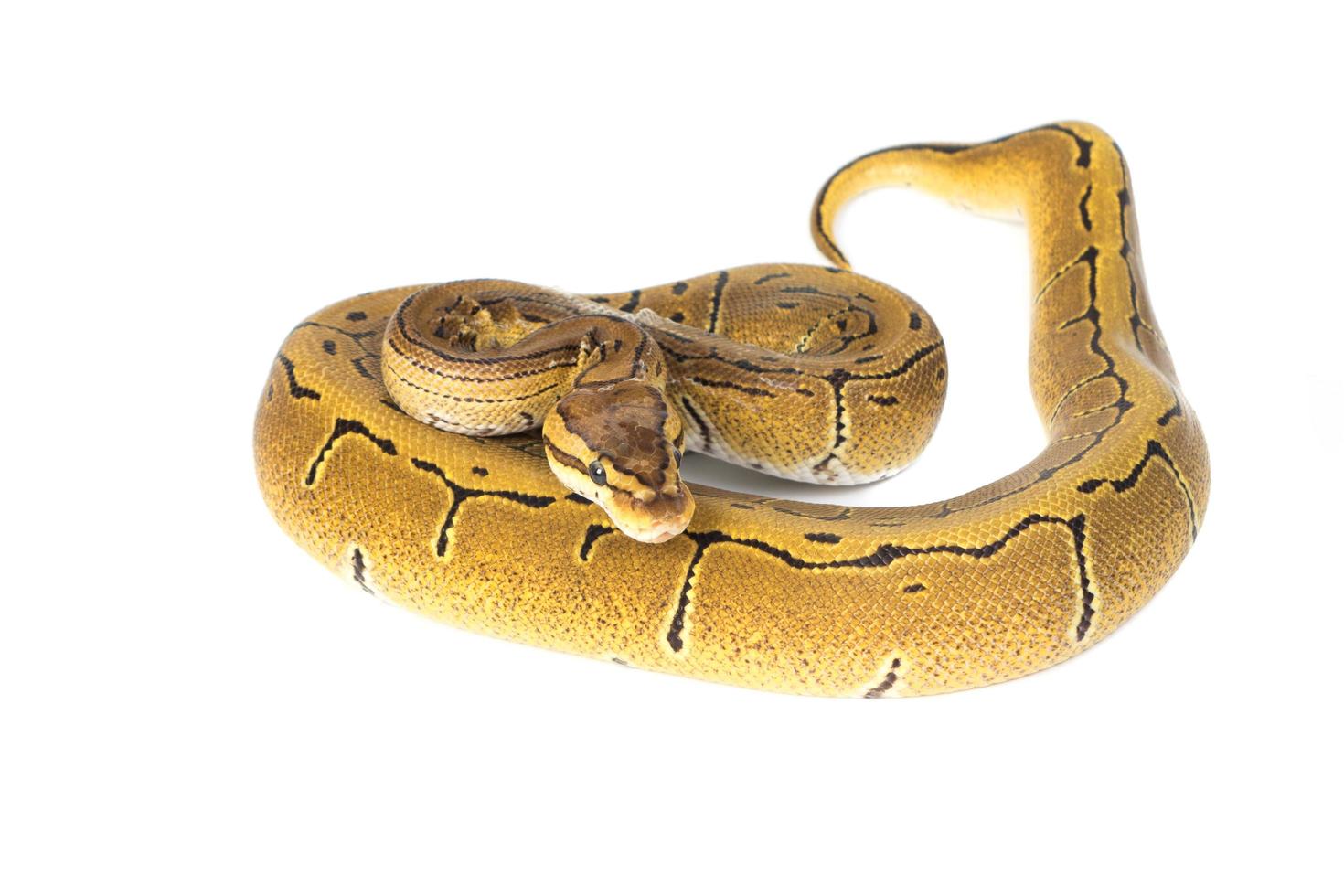 ball python on white background photo