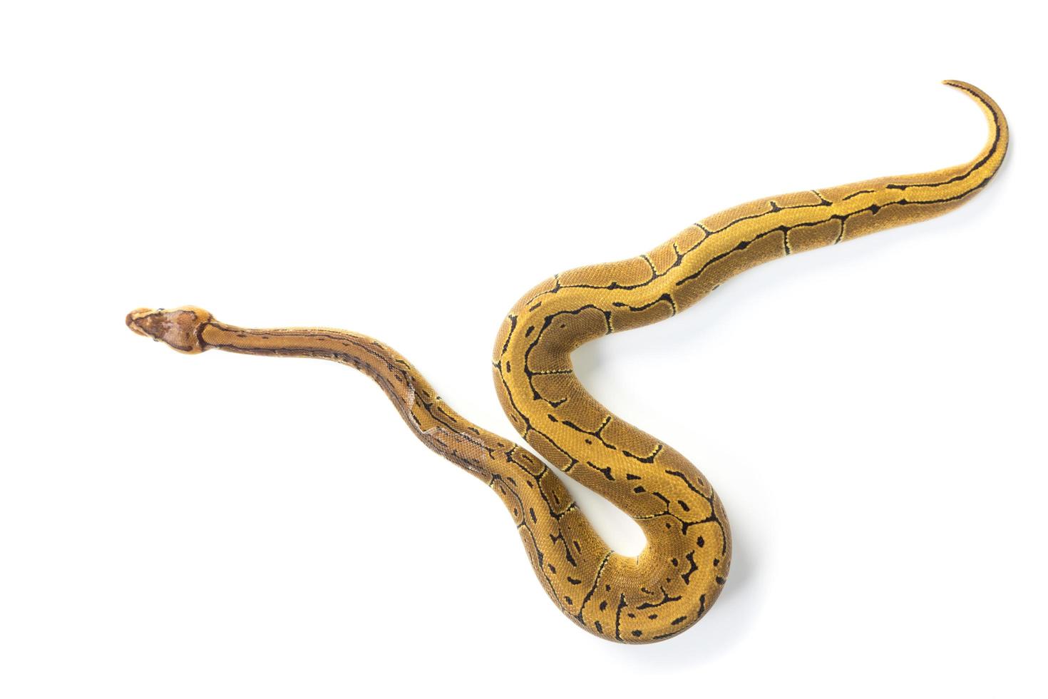 ball python on white background photo