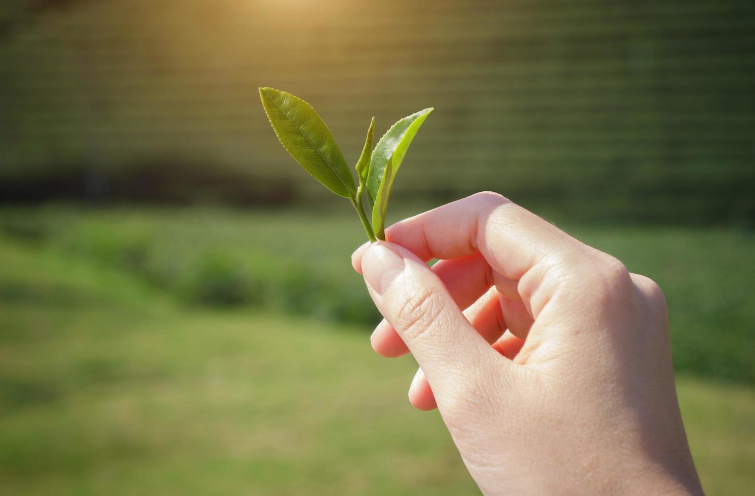 Tea picking hand photo