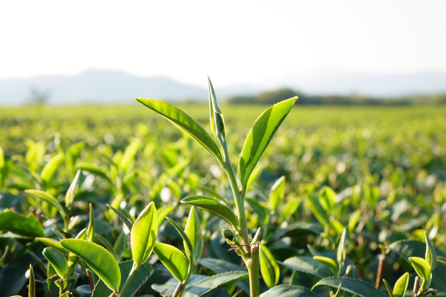 Tea leave in the field photo
