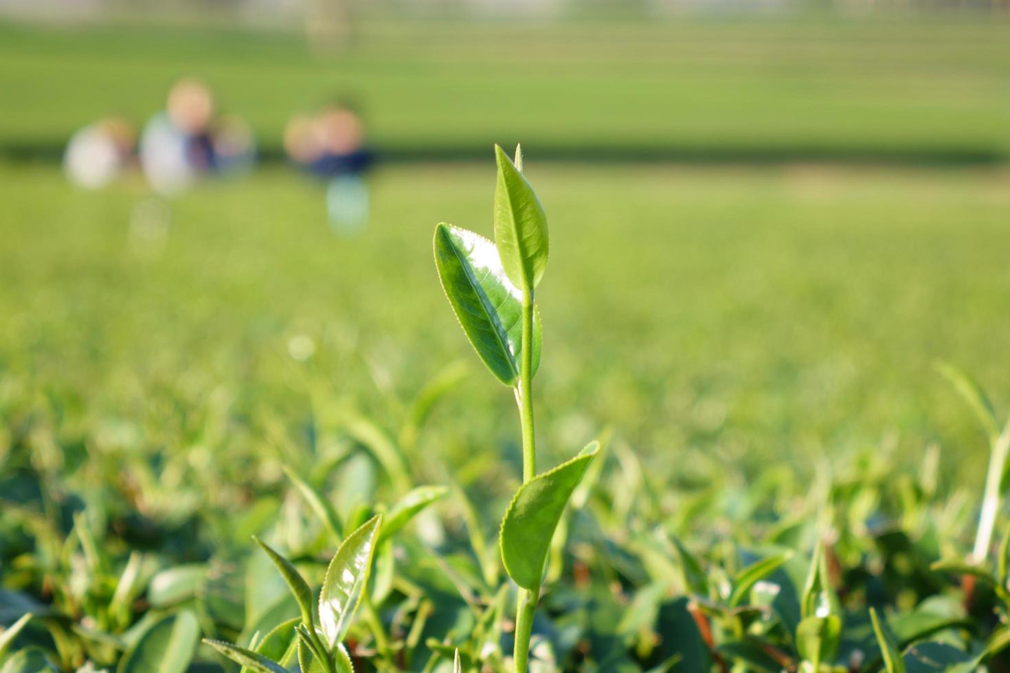 Tea leave in the field photo