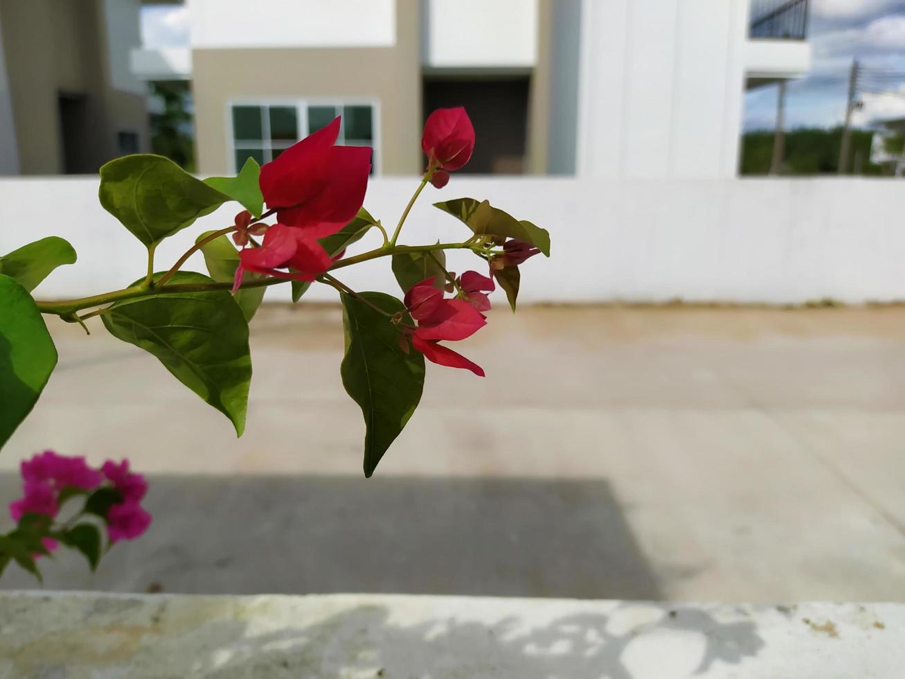 las flores rojas del jardín florecen maravillosamente bajo el sol de la tarde. foto