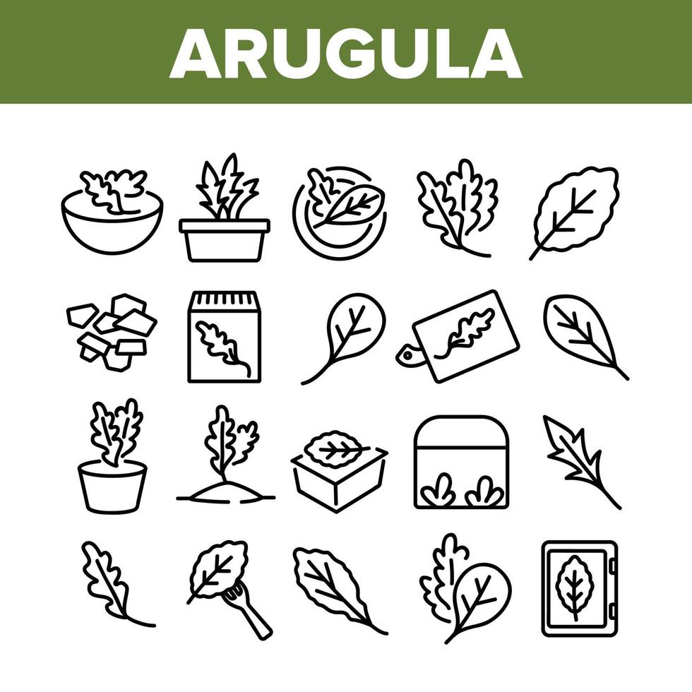 Arugula Or Rucola Collection Icons Set Vector