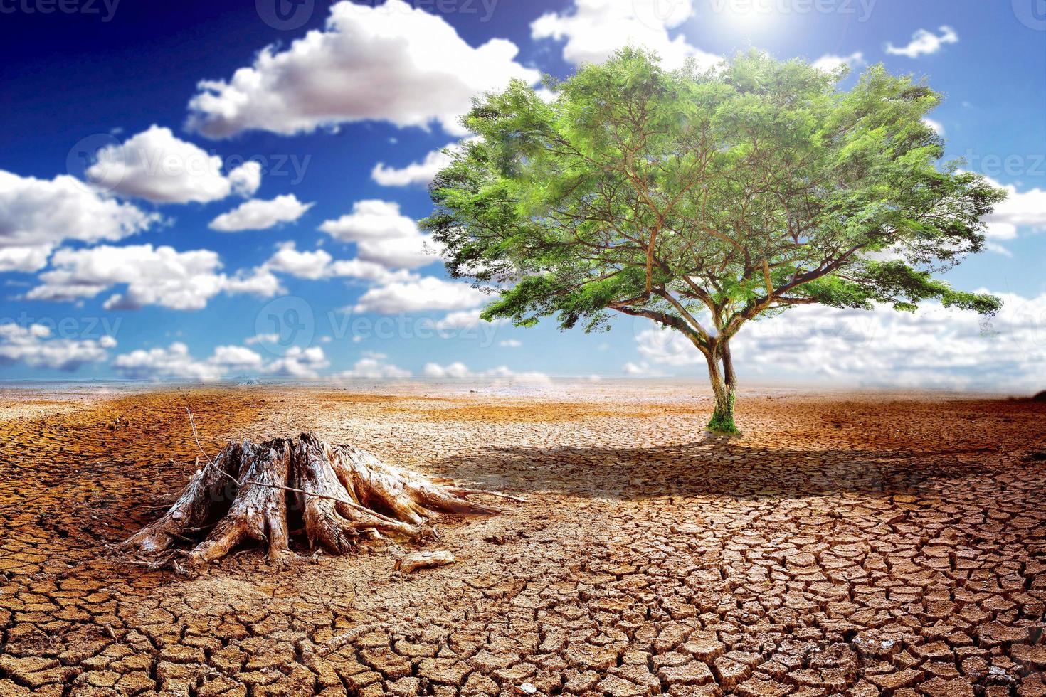 Ecology Drought Fighting Life Concept - Lonely Green Tree in Drought photo