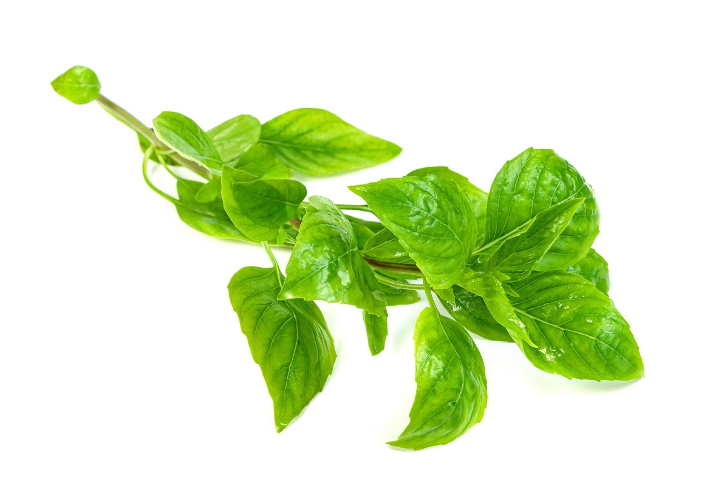 hoja de albahaca fresca aislada sobre fondo blanco, patrón de hojas verdes foto