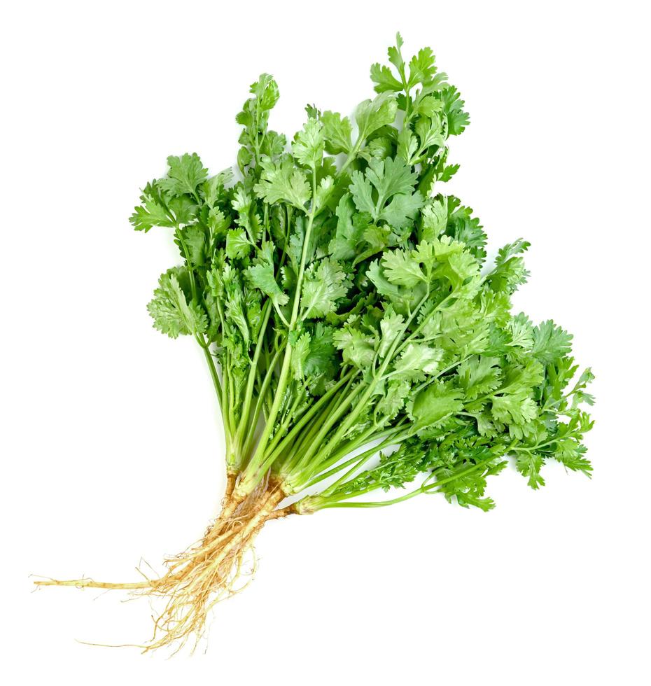 leaf Coriander or Cilantro isolated on white background ,Green leaves pattern photo