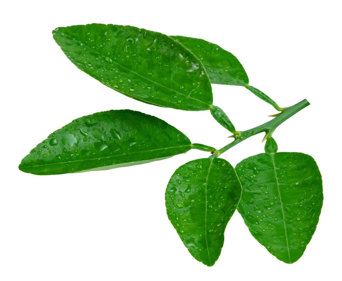 hoja de limón con gota de agua aislada en fondo blanco, patrón de hojas verdes foto