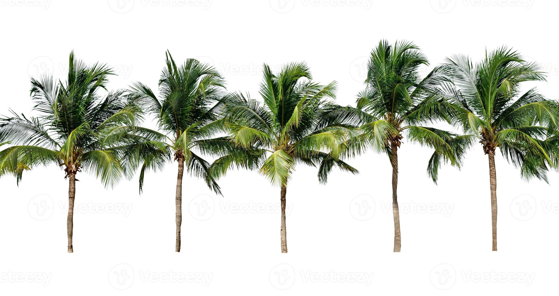 leaf coconut tree isolated on white background ,Green leaves pattern photo