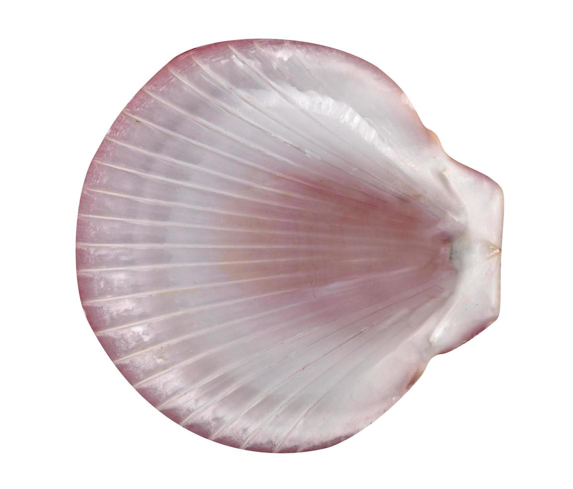 closeup brown seashell  isolated on a white background ,top view photo