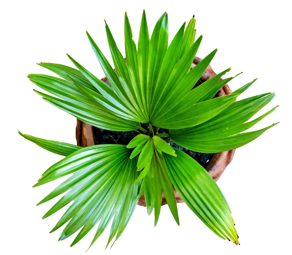 green palm leaves pattern with vase for nature concept ,tropical leaf isolated on white background,top view photo