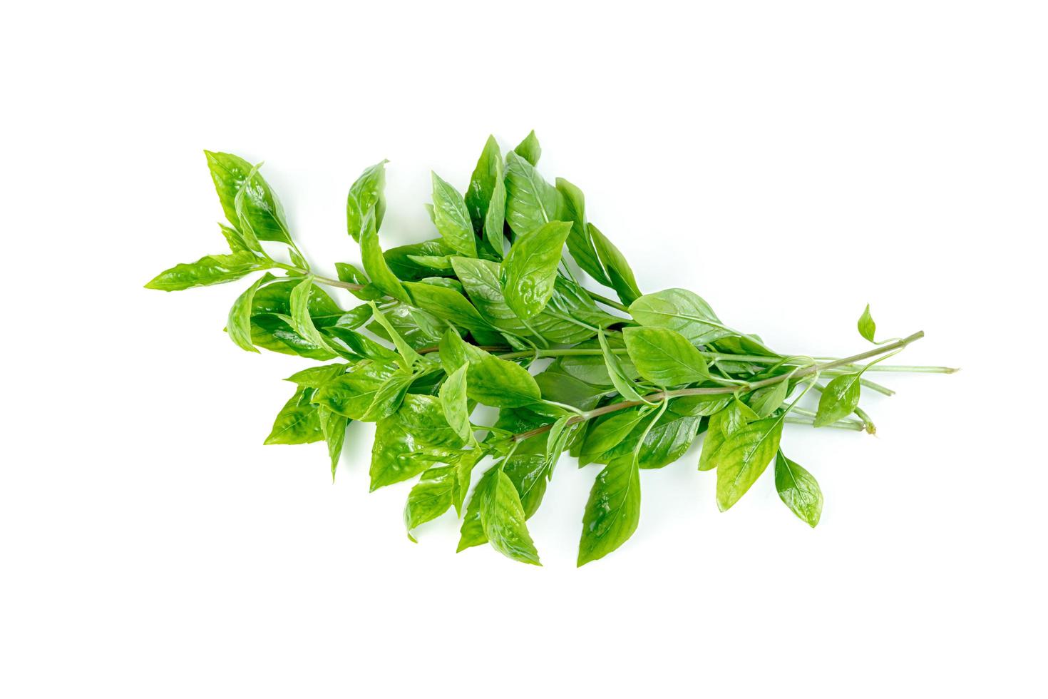 hoja de albahaca fresca aislada sobre fondo blanco, patrón de hojas verdes foto