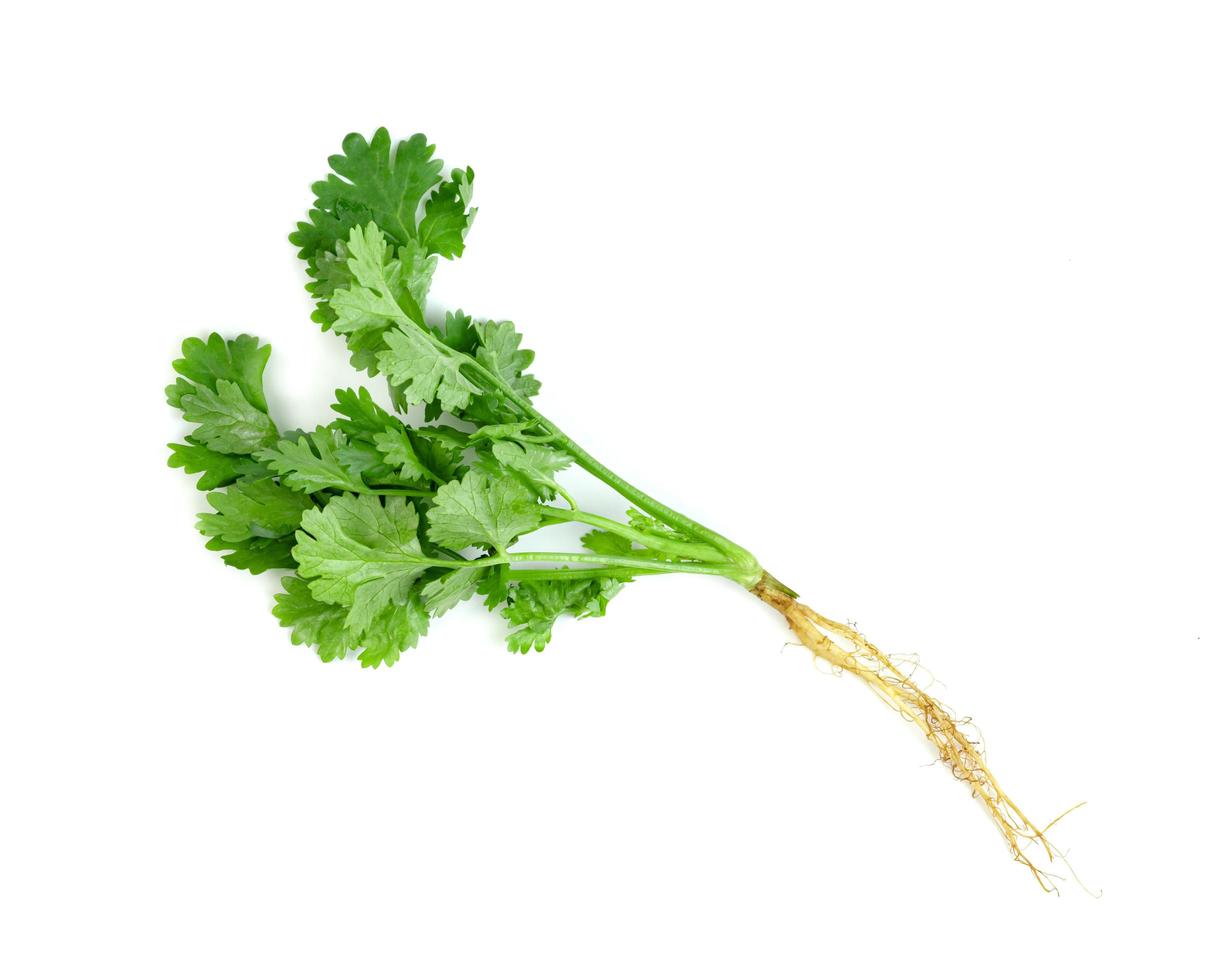 leaf Coriander or Cilantro isolated on white background ,Green leaves pattern photo