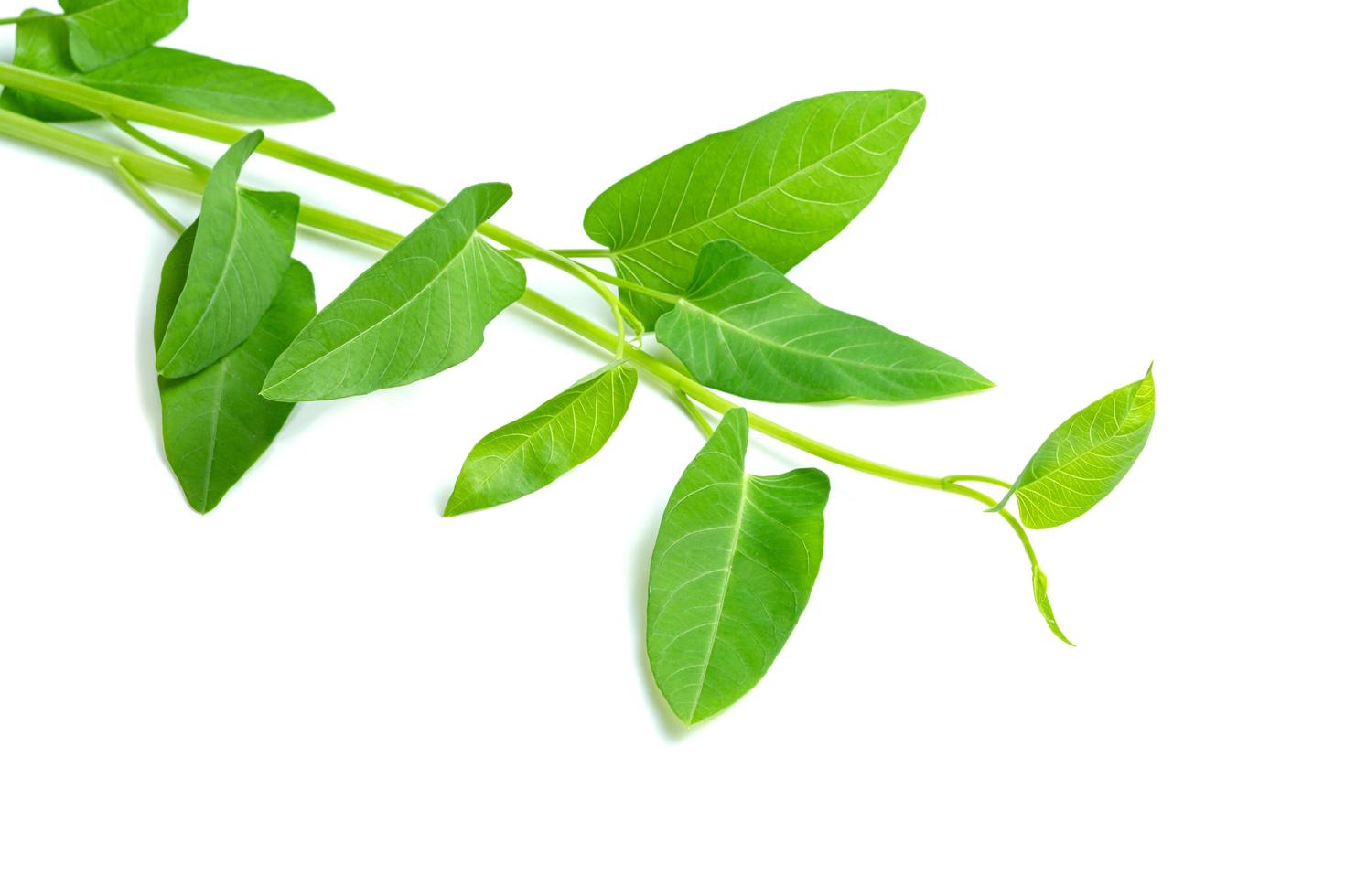 leaf of morning glory isolated on white background ,Green leaves pattern photo