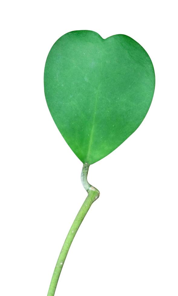 Green leaves pattern ,leaf of tropical climbing plant Sweetheart Hoya or Valentine Hoya isolated on white background  ,include clipping path photo