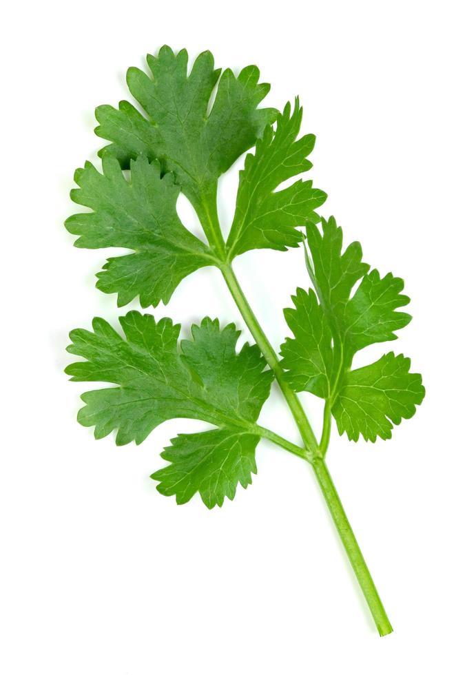 leaf Coriander or Cilantro isolated on white background ,Green leaves pattern photo